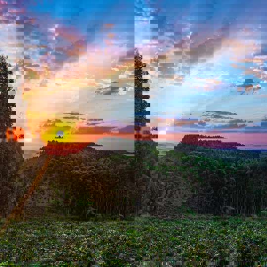 Sunset Over Coffee Plantation