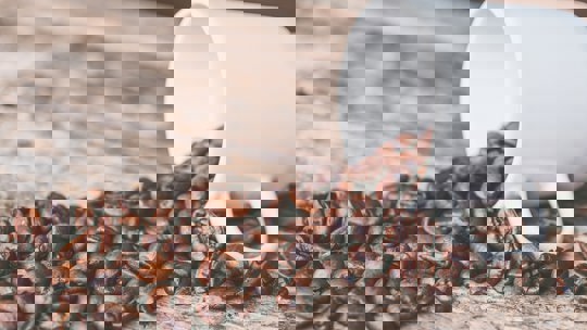 Pexels Jessica Lewis Creative 606545