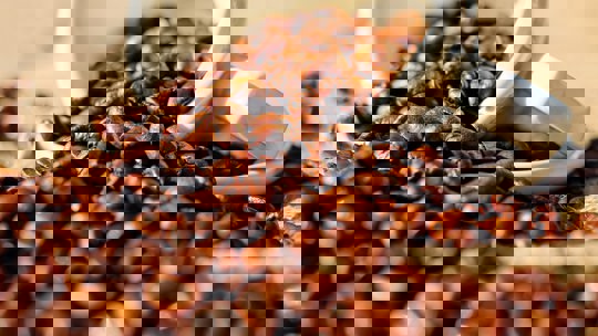 Pexels Pixabay 144253